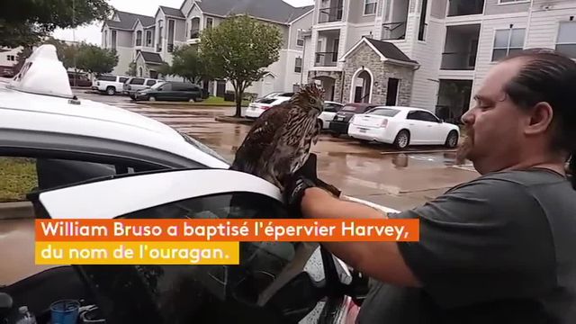 Le chauffeur de taxi de Houston qui a recueilli malgré lui l'épervier l'a baptisé Harvey, du nom de l'ouragan.