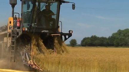 C'est le temps de la moisson pour le lin. La France en est le premier producteur mondial, et la céréale est de plus en plus demandée. (FRANCE 3)