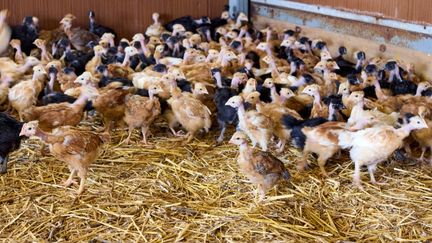 A poultry farm in Treize-Septiers (Vendée), March 22, 2024. (MATHIEU THOMASSET / HANS LUCAS / AFP)