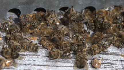 Des abeilles mortes, le 31 octobre 2008 en Isère. (JEAN-FRAN?OIS NOBLET / BIOSPHOTO / AFP)