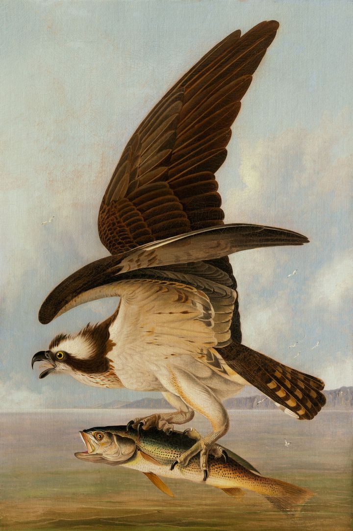 John James Audubon, Osprey and Weakfish (Balbuzard pêcheur et acoupa royal), 1829 - Washington, D.C., National Gallery of Art, gift of Richard M. Scaife
 (Courtesy National Gallery of Art, Washington)