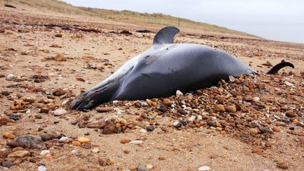 Un dauphin échoué sur une plage, en Vendée, en 2018. (RICOLLEAU MARIE-GABRIELLE / MAXPPP)