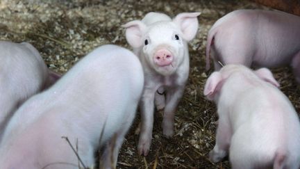 Les jeunes éleveurs découragés dès le départ