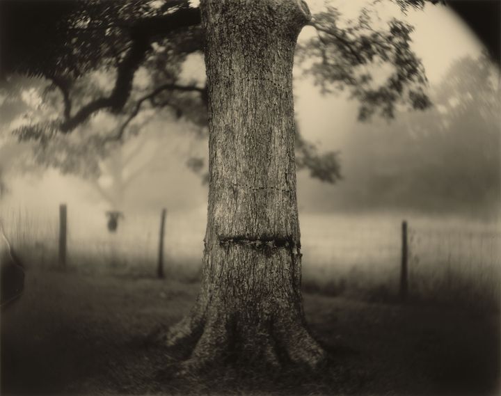 Sally Mann, "Deep South, Untitled (Scarred Tree)", 1998, Washington, National Gallery of Art, Fonds Alfred H. Moses et Fern M. Schad (© Sally Mann)