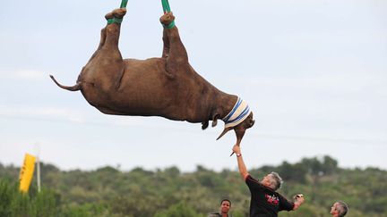 Atterrissage d'un rhinoc&eacute;ros d&eacute;plac&eacute; en h&eacute;licopt&egrave;re afin d'&eacute;chapper aux braconniers, Cap-Oriental (Afrique du Sud), le 29 mars 2012. (REX / SIPA)