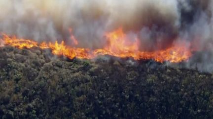 Incendies : les forêts californiennes sont ravagées par les flammes