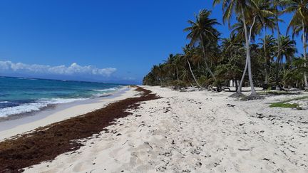 Une plage de Capesterre-de-Marie-Galante en Guadeloupe, le 21 mars 2019. (VINCENT PILLET / RADIOFRANCE)