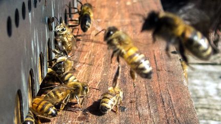 Des abeilles dans une ruche, le 7 avril 2017. (MAXPPP)