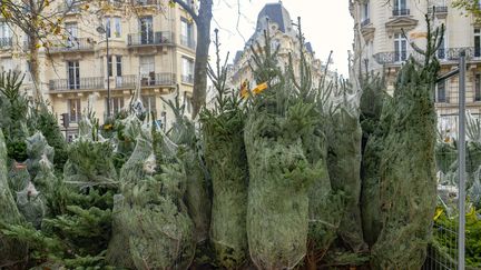 Des sapins de Noël à l'extérieur d'un magasin à Paris. Comment se procurer un beau sapin à un prix abordable... (ISABEL PAVIA / MOMENT RF / GETTY IMAGES)