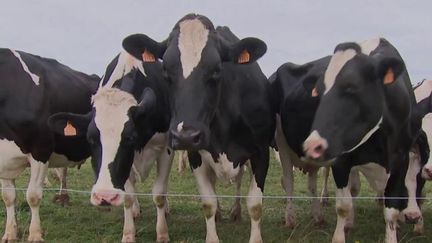 Changement climatique : les solutions se développent pour limiter les rejets de méthane des vaches