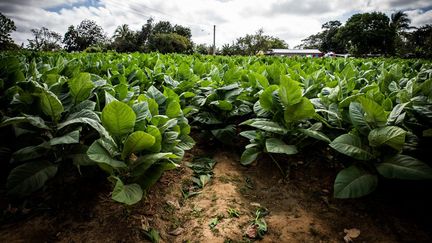 Des plants de tabac à Reparto Conchita (Cuba), le 18 janvier 2020. (MANUEL ROMANO / NURPHOTO / AFP)