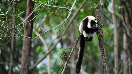 L'île aux lémuriens, dans le parc national&nbsp;Andasibe Mantadia, à&nbsp;Madagascar en 2012 (photo d'illustration). (ASAEL ANTHONY / HEMIS.FR VIA AFP)