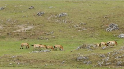 Lozère : découverte au cœur du plateau du Causse Méjean (France 2)