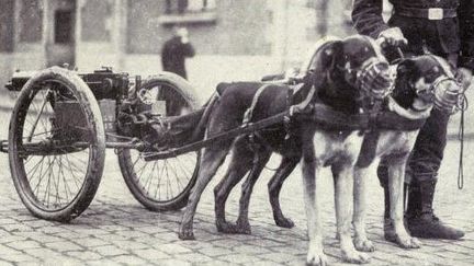 Les chiens mobilisés  pendant la 1ere guerre mondiale
 (France3/culturebox)