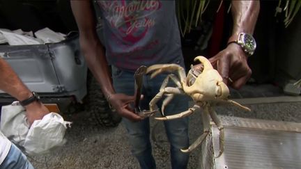 Martinique : à la découverte de la tradition du crabe de Pâques