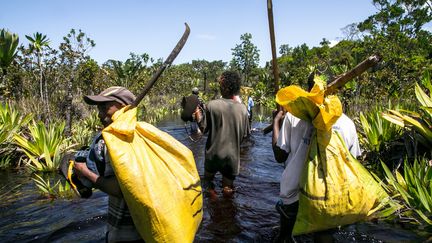 Des bénévoles organisent des patrouilles dans la forêt de Vohibola (RIJASOLO / AFP)