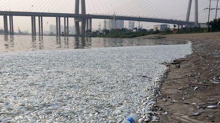 Des milliers de poissons morts se sont &eacute;chou&eacute;s sur les berges d'une rivi&egrave;re de Tianjin, le 20 ao&ucirc;t 2015. (IMAGINECHINA / AFP)