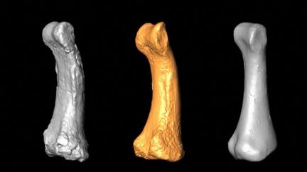 Découverte : Homo luzonensis, nouvelle espèce humaine