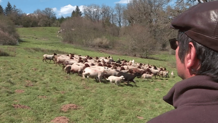 Élevage : des chiens dans les troupeaux pour prévenir les attaques