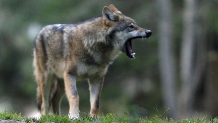 Un loup dans le Mercantour (Alpes-Maritimes), le 17 octobre 2006. (VALERY HACHE / AFP)