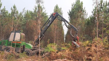 Une machine d'abattage à l'œuvre dans la forêt du Barp en Gironde, en août 2022. (SEBASTIEN BAER / RADIO FRANCE)