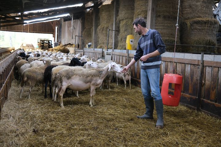 François Soulard, éleveur d'ovins en Dordogne, le 18 novembre 2024. (ROBIN PRUDENT / FRANCEINFO)