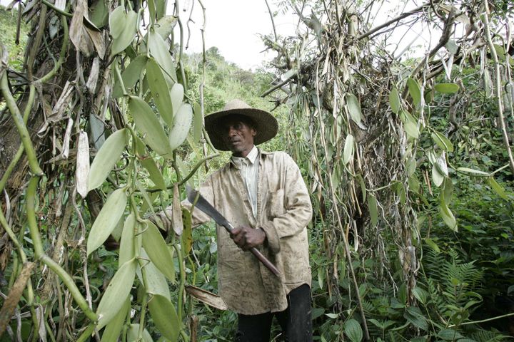 Récolte de la vanille à Madagascar (LYDIE/SIPA)