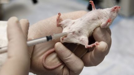 Une souris subit une injection de Bisph&eacute;nol A, le 21 mai 2010 &agrave; New Haven (Etats-Unis). (SHANNON STAPLETON / REUTERS)