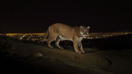 Premier prix cat&eacute;gorie "Nature" : Un cougar dans le Griffith Park &agrave; Los Angeles (Californie, Etats-Unis), le 2 mars 2013. (STEVE WINTER / NATIONAL GEOGRAPHIC)