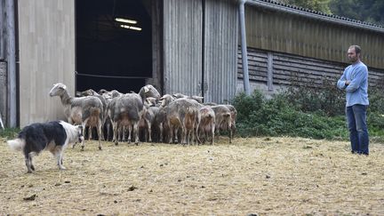 Aveyron : le vautour, nouvelle bête noire des éleveurs