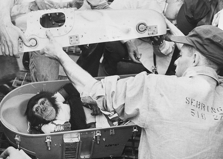 Ham, le premier chimpanzé envoyé dans l'espace, le 31 janvier 1961, quelques mois avant le vol de Gagarine. Ham, ici de retour sain et sauf après son vol historique&nbsp;dans le cadre de la mission Mercury-Redstone 2. (BETTMANN ARCHIVE / GETTY IMAGES)