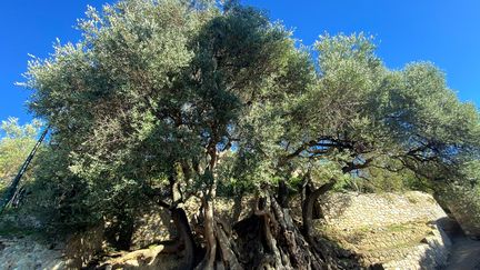 L'olivier millénaire de Roquebrune-Cap-Martin a remporté le prix coup de cœur du concours du plus bel arbre de l'année 2023. (JEAN FRANCOIS OTTONELLO / MAXPPP)