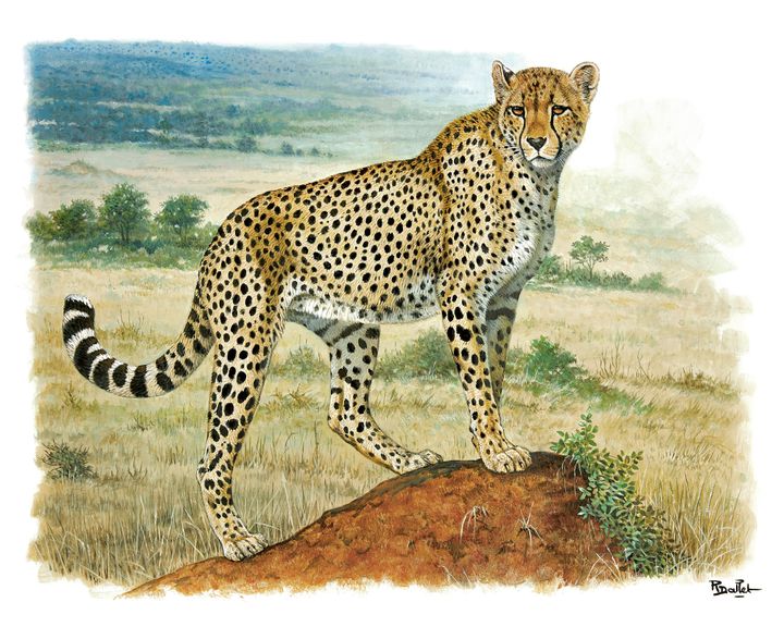 Exposition "Féroces et fragiles" : le cheetah
 (Robert Dallet)