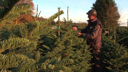 La vente des sapins est autorisés