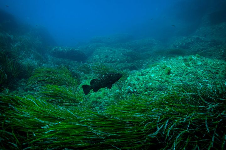 Herbier de posidonie, Port-Cros, îles d'Hyères (ALESSANDRO ROTA / GETTY IMAGES)