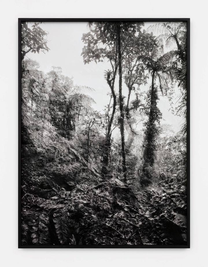 Photographie "Sun Sets In Stone | Alethopteris – Chinchipe" de Julian Charrière présenté par la galerie Perrotin. (TANGUY BEURDELEY)