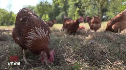 Complément d'enquête. Surproduction d’œufs bio : le revers de la course à l'industrialisation (COMPLÉMENT D'ENQUÊTE/FRANCE 2)