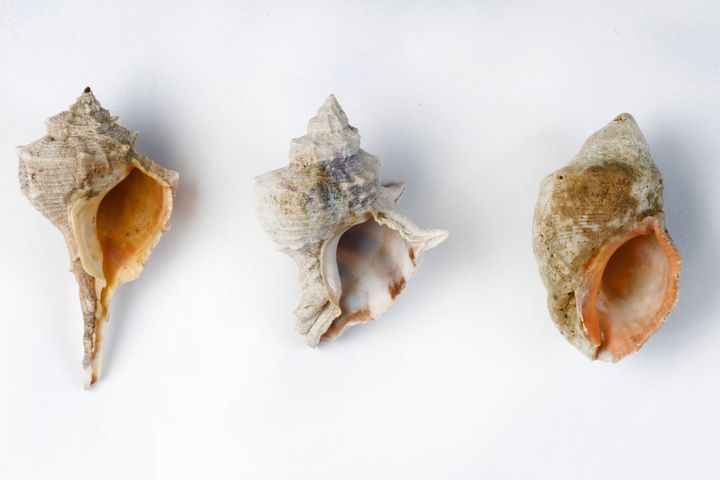 A series of shells of mollusc species native to the Mediterranean Sea is thought to be the source of fragments of purple dye found at the excavation site in Timna Valley on 31 January 2021 (SHACHAR COHEN / ISRAELIC ANTIQUES AUTHORITY)