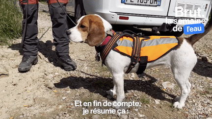 Grâce à leur odorat, ces chiens localisent les fuites d'eau, une aide indispensable alors que près de 20 % de l'eau potable en France disparaît dans les canalisations avant d'arriver au robinet.