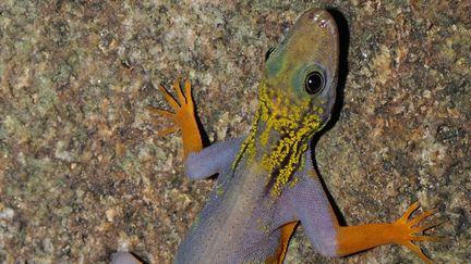 Ce gecko psych&eacute;d&eacute;lique fait partie des 208 esp&egrave;ces d&eacute;couvertes par le WWF dans le bassin du M&eacute;kong. (LEE GRISMER /WWF / REUTERS)