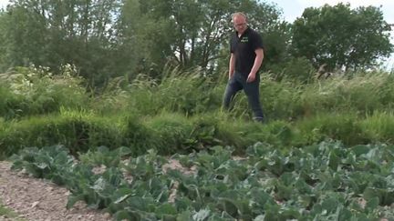 Audomarois : dans le Pas-de-Calais, le marais pas épargné par la sécheresse