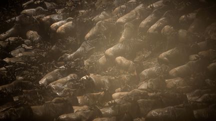 Les gnous traversent en troupeau la rivi&egrave;re Mara (Kenya), le 29 septembre 2015. (STUART PRICE / MAKE IT KENYA / AFP)