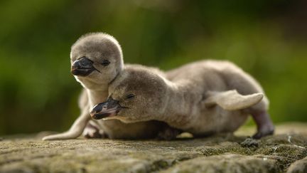 Deux b&eacute;b&eacute;s manchots de Humboldt, au zoo de Chester (Royaume-Uni). (SIPA)