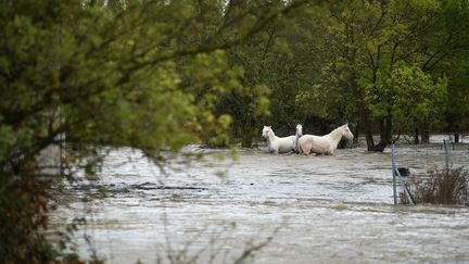 Des chevaux dans un champ inondé, le 14 septembre 2021 à Aimargues (Gard). (SYLVAIN THOMAS / AFP)