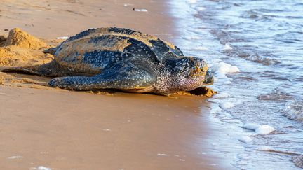 Les pontes de tortues luth ont sensiblement augmenté ces dernières années, en Guyane. (JODY AMIET / AFP)