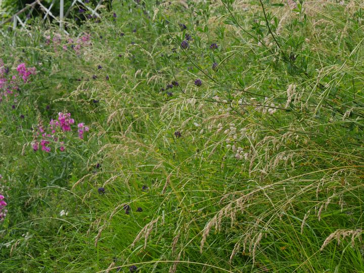 Les graminées donneront de la légereté à vos bouquets champêtres.&nbsp; (ISABELLE MORAND / RADIO FRANCE / FRANCE INFO)