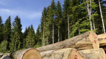 Forêt de conifères. (Denis Bringard/Hemis/AFP)