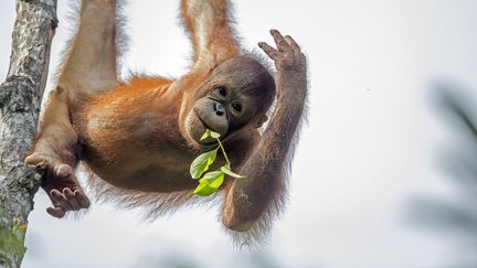 Un jeune orang-outan en Malaysie. (SYLVAIN CORDIER / HEMIS.FR / AFP)