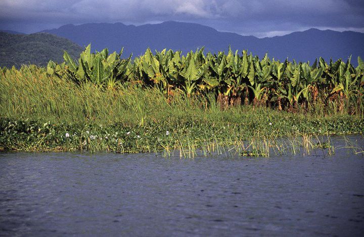 Dans la région de Maroantsetra (nord-est de Madagascar)  (AFP - GABRIEL MEILHAC - BIOSPHOTO)