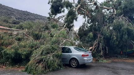 La Corse a subi des chutes d'arbre meurtrières pendant les orages du 17 août 2022. (EMILIE DEFAY / RADIO FRANCE)